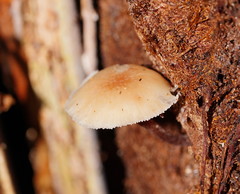 Lentinellus tasmanicus