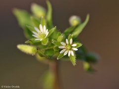 Stellaria ruderalis