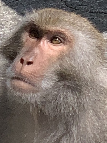 Formosan Rock Macaque, photo 9 of 9