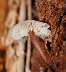 Lentinellus tasmanicus