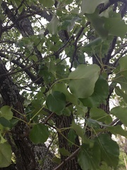Pyrus calleryana