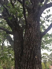 Pyrus calleryana