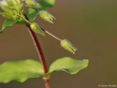 Stellaria ruderalis