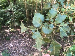 Alectryon subdentatus