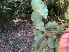 Alectryon subdentatus