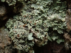 Pannaria leproloma
