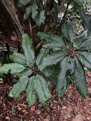 Daphniphyllum