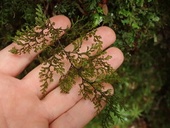 Hymenophyllum bivalve image