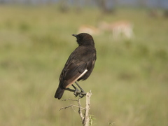 Myrmecocichla aethiops