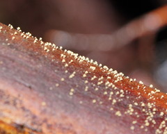 Lachnum pteridophyllum