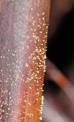 Lachnum pteridophyllum