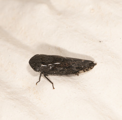 Putoniessa