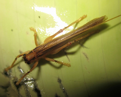 Dibelona