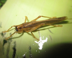 Dibelona