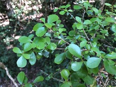 Planchonella cotinifolia
