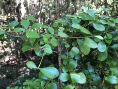 Planchonella cotinifolia