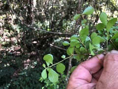 Planchonella cotinifolia