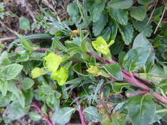 Oenothera multicaulis
