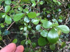 Planchonella cotinifolia