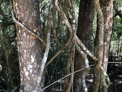 Planchonella cotinifolia