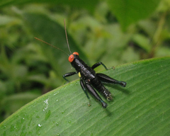 Psiloscirtus flavipes