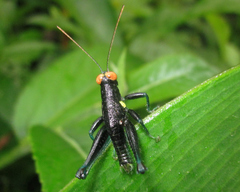 Psiloscirtus flavipes