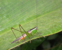 Conocephalus equatorialis