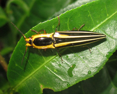 Semiotus taeniatus