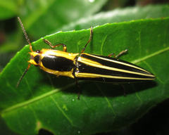 Semiotus taeniatus