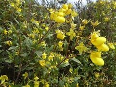 Calceolaria salicifolia