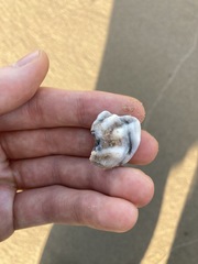 Saccostrea glomerata