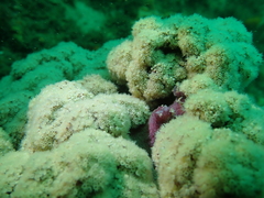 Dendronephthya australis