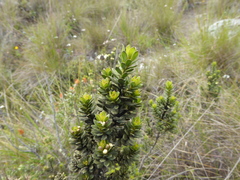 Baccharis buxifolia