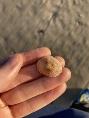 Siphonaria funiculata