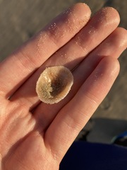 Siphonaria funiculata