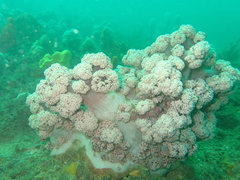 Dendronephthya australis