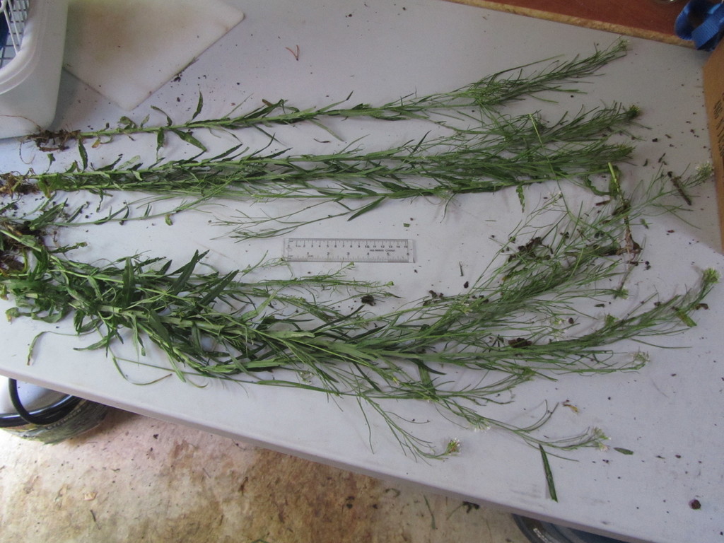 drummond's rockcress from Thunder Bay District, ON, Canada on June 17 ...