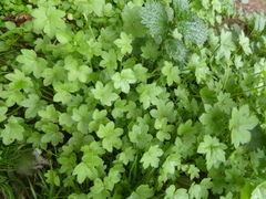 Bowlesia lobata