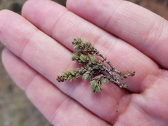 Crassula lanceolata transvaalensis