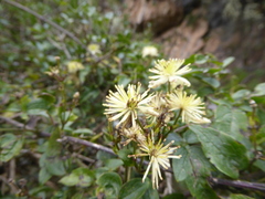 Clematis haenkeana