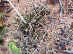 Crassula lanceolata transvaalensis