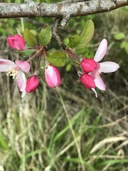 Malus floribunda
