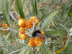 Buddleja incana