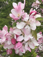 Malus floribunda