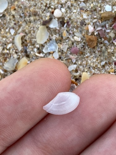 Nuculana dohrni · iNaturalist