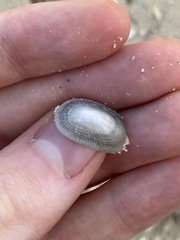 Tugali parmophoidea