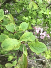 Malus floribunda