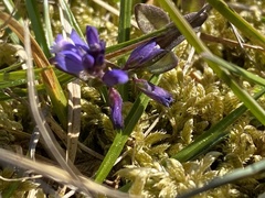 Polygala serpyllifolia