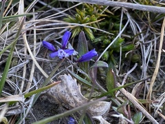 Polygala serpyllifolia