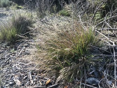 Anthoxanthum redolens